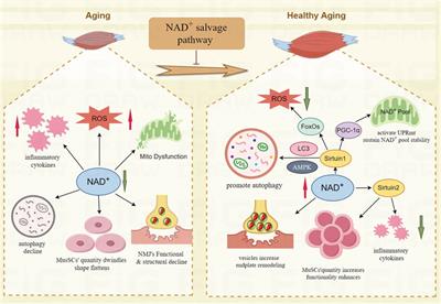 Mechanisms of the NAD+ salvage pathway in enhancing skeletal muscle function